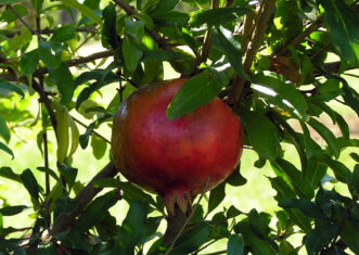 “Ripe pomegranate fruit on a branch.”