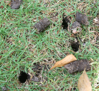 Soil cores pulled from the lawn during soil aerification. Gary Forrester, Regional Horticulture Extension Agent, Clemson Extension