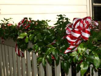 Southern smilax has been traditionally used in the South for weddings and holiday decorations.
