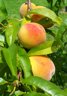 The various peach varieties ripen in the Upstate of South Carolina from mid-June to mid-September.