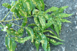 Leaf galls appear as raised bumps on either surface of the leaf.