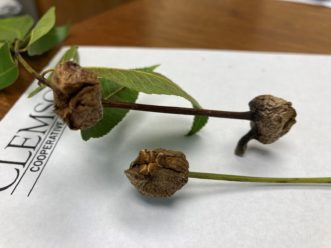 Pecan phylloxera (Phylloxera devastratrix Pergande) can form galls on leaf petioles (above), leaves, stems, catkins, and nuts.