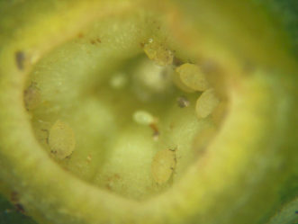 Phylloxera insects are feeding within a gall (magnification = 30X).