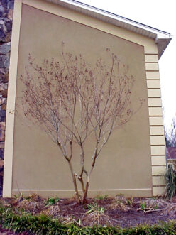 El mismo árbol después de ser podado. Se redujo el volumen del dosel para permitir mayor filtración de luz solar y las extremidades bajas junto a sus retoños fueron eliminadas para formar un tronco con una estructura ideal.