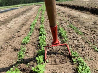 A stirrup hoe can be used to cultivate in-between rows of direct seeded crops. 