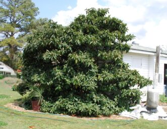 An unpruned loquat becomes an informal evergreen screen.