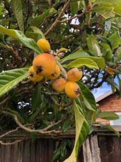 The ripe yellow to orange plum-like loquat fruits ripen in April and May.
