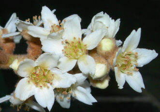 Loquats produce panicles of 6 to 20 flowers at the ends of their branches in the fall. Each self-fertile, bisexual flower measures 0.5 to 0.75 inch in diameter.