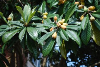 Loquat (Eriobotrya japonica) bears handsome, textured leaves and edible springtime fruit.