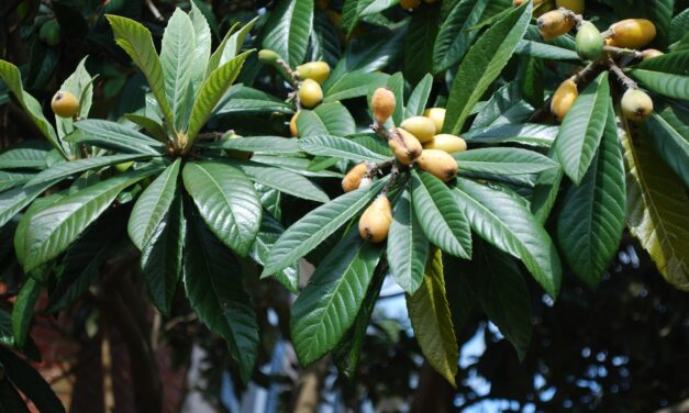 Loquat (<em>Eriobotrya japonica</em>) Care, Cultivation & Growing Guide