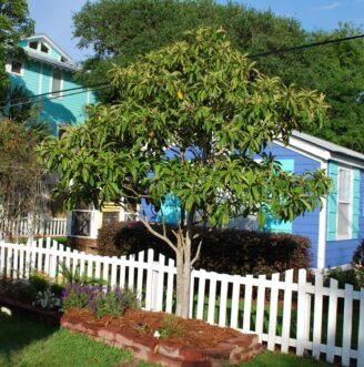 With selective pruning, loquat can be limbed up into a tree form and used as an accent in a border.