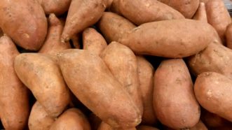 ‘Beauregard’ sweet potato roots have a light rose skin, orange flesh, and a consistent shape.