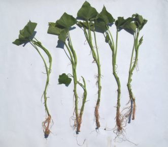 Rooted sweet potato slips that are ready to transplant into the garden when the soil becomes warm.
