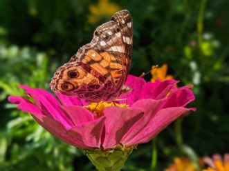 American Lady, (Vanessa virginiensis). Barbara H. Smith, ©2021 HGIC, Clemson University
