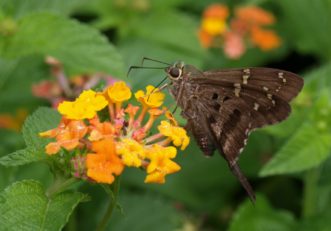 Clouded Skipper Butterfly (lerema accius). Barbara H. Smith, ©2021 HGIC, Clemson University