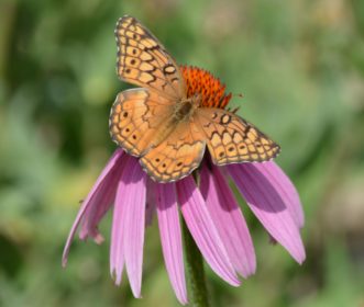 Variegated Fritillary, Euptoieta claudia  Justin Ballew, ©2021, Clemson Extension
