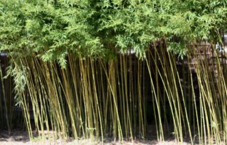 A dense stand of golden bamboo (Phyllostachys aurea). Joey Williamson, ©2012 HGIC, Clemson Extension