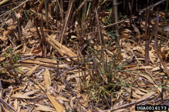 Weakened, distorted regrowth of bamboo after herbicide treatment.