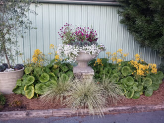 A pair of Leopard plants (Farfugium japonicum) flank both sides of an urn.