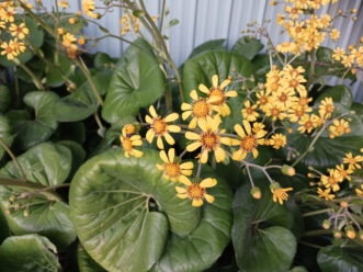 The leopard plant (Farfugium japonicum) produces clusters of daisy-like yellow flowers in the fall.