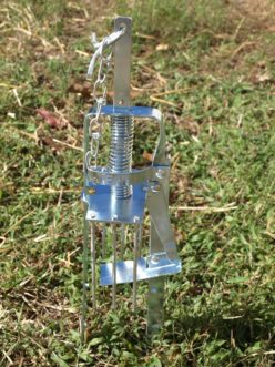 A harpoon style mole trap may be used in an active mole tunnel. Barbara H. Smith, ©2017 HGIC, Clemson Extension