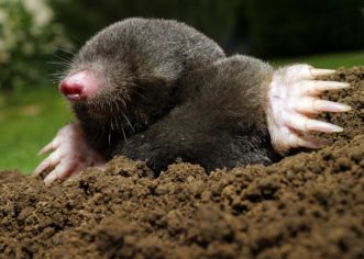 A mole is 4-7 inches in length with paddle-shaped feet and prominent digging claws. Courtesy of Mississippi State University Extension Service