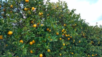 “Citrus grove located in Florida.”