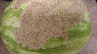 Cucumber beetle damage can occur on the watermelon fruit.