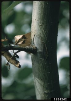 Fire blight has spread down the twig into the main stem, where a canker has begun to form.