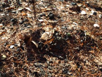 Moles will dig tunnels in shrub beds and lawns. Barbara H. Smith, ©2017 HGIC, Clemson Extension