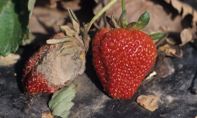 Gray Mold (Botrytis Blight) on Flowers, Fruits, and Vegetables (<em>Botrytis cinerea</em>)