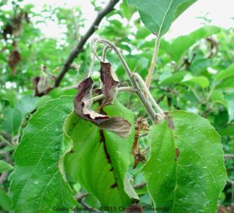 The fire-scorched appearance of a young twig with fire blight. Note the characteristic blackened, attached leaves and the shepherd’s crook appearance of the twig.