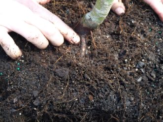 The root flare is where the first main root attaches to the trunk.