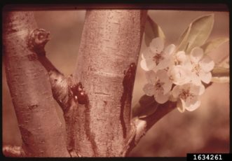 These fire blight cankers on the main stem are oozing a bacterial suspension that may likely be picked up and spread by insects. 