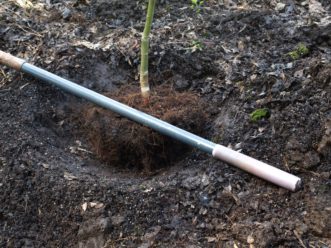 To keep the root flare AT soil level, the planting hole should be dug exactly the same depth as the root ball and 2 to 3 times wider.