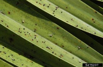 Graphiola leaf spot (Graphiola phoenicis) Photo by Monica Elliott, Bugwood.org automatically generated