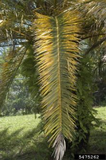 Magnesium (Mg) deficiency in palm Photo by Tim Broschat, University of Florida, Bugwood.org