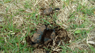 Mature puffball mushrooms release spores in lawn areas.