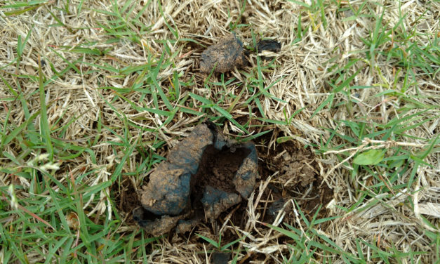 Mushrooms in Lawns