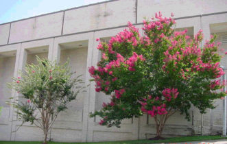 A common misconception is that a tree will flower better if severely pruned. This photo shows the flowering of a pruned (left) versus an unpruned (right) tree.