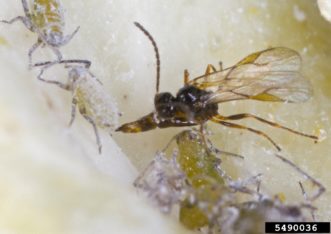 A parasitic wasp stinging and impregnating an Aphid. 