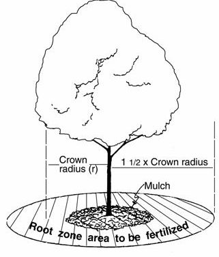 Fertilización de árboles y arbustos