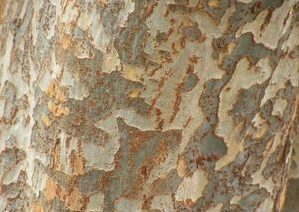 Chinese elm (Ulmus parvifolia) bark.