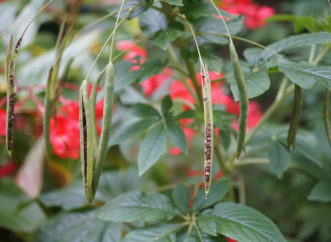 The flowers are followed by thin green seedpods that ripen to brown and split open to disperse the small seed.