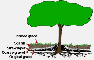 Coarse gravel placed on original grade to provide air to tree roots
