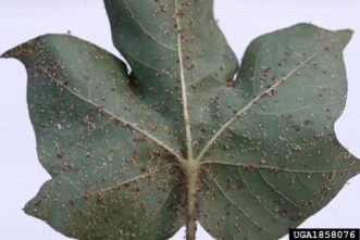 Cotton / Melon Aphid (Aphis gossyppi) feeding on a cotton plant. 