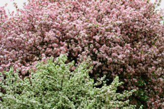 Crabapple trees flowering in April.