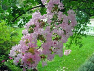 Crape myrtle flowers