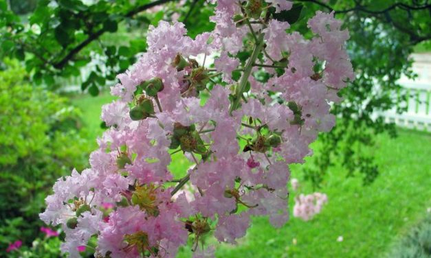 Crape Myrtle