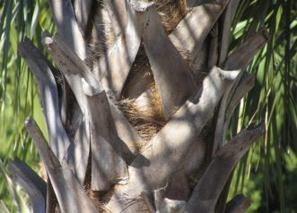 Distinctive leaf bases on cabbage palm